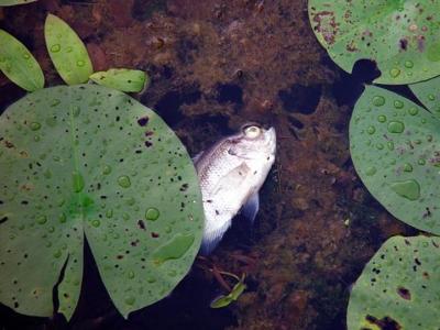 Død fisk der ligger i vandoverfladen ved siden af et åkandeblad. Der ses også alger i vandet. 