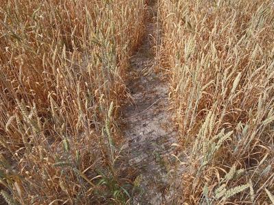 Fotoet viser et lille udsnit af en gylden moden hvedemark taget oppe fra og med meget tør sandet jord mellem rækkerne af korn.