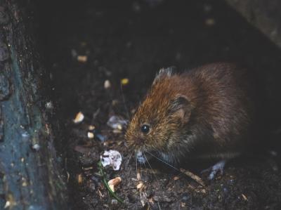 billede af rotte i et kloakrør, der spiser