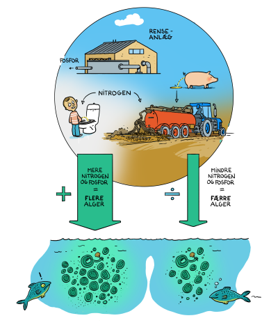Nitrogen og fosfor ledes ud i vandmiljøet og giver vækst af alger